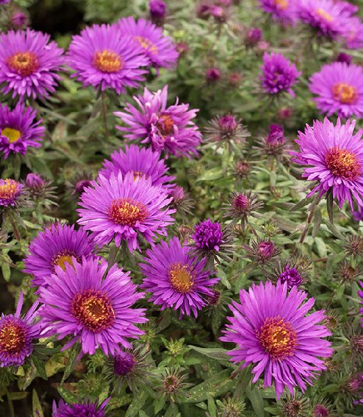 Aster novae-angliae 'Purple Dome'